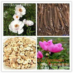西安佩兰多糖与提取物招商 植物提取行业的优势之选
