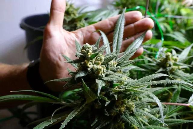 一夜翻倍!工业大麻股嗨爆全场 可口可乐都要出大麻饮料?
