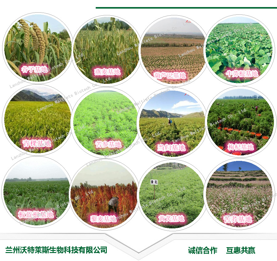 香菇粉与工业植物提取的融合 现状、应用与未来发展
