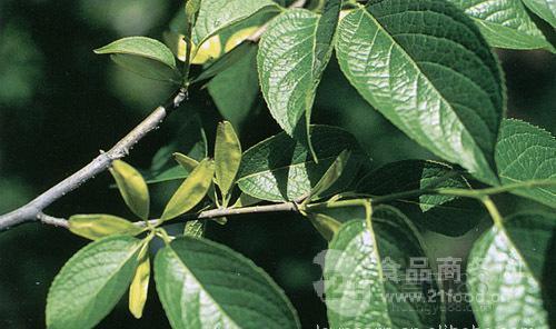 植物提取物行业 银川工业植物提取企业发展解析